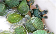 巴西红耳龟吃什么食物才能长得快？感兴趣的学习一下！