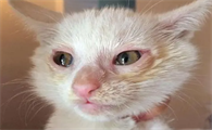 猫疱疹病毒打干扰素一年治愈