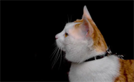 新手了解，猫咪可以吃火龙果吗？