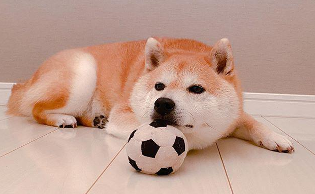 柴犬晚上叫怎么办