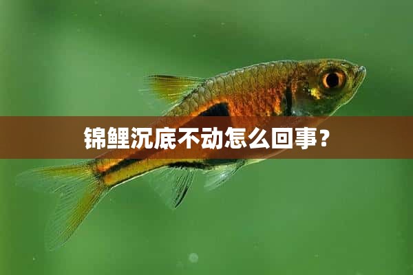 锦鲤沉底不动怎么回事？