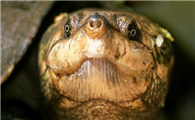 这篇关于马达加斯加大头侧颈龟的科普，一定不要错过哦