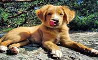 新斯科舍猎鸭寻猎犬怎么选？这几个地方要重点观察