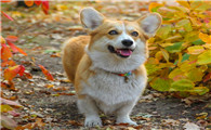你以为柯基犬只有萌点？这才是它的正确打开方式……