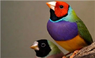 色彩斑斓的七彩文鸟，应该如何挑选呢？
