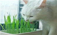 猫咪为什么吃猫草？猫草好处大揭秘