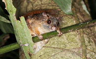 热带雨林的“夜行者”——毛耳飞鼠