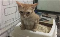 猫拉屎沾身上，主人应该这么做