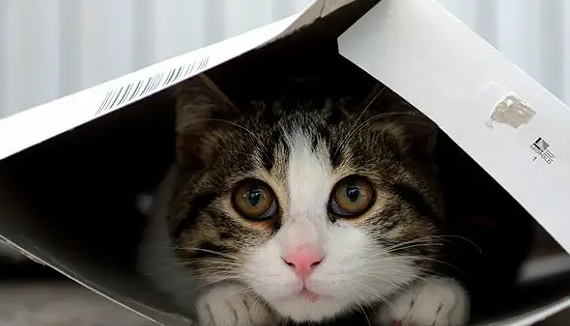 猫咪能像液体一样缩在盒子里原因竟然是这个！
