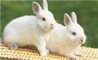 中国白兔繁殖方式，原来是这样！