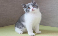 训练英国短毛猫不咬人，很有必要！