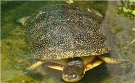 流星泽龟成体多大？有人知道吗？