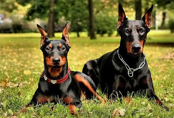 准备养德国宾莎犬的朋友注意了，挑选的时候要注意这几点