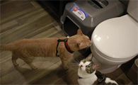 上厕所猫咪为什么喜欢守在旁边？原因是这个