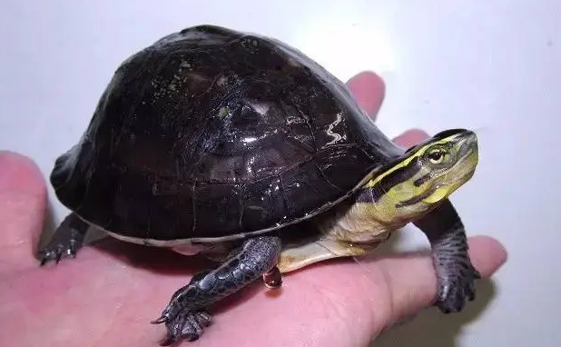 安布闭壳龟是深水龟吗？来看看吧