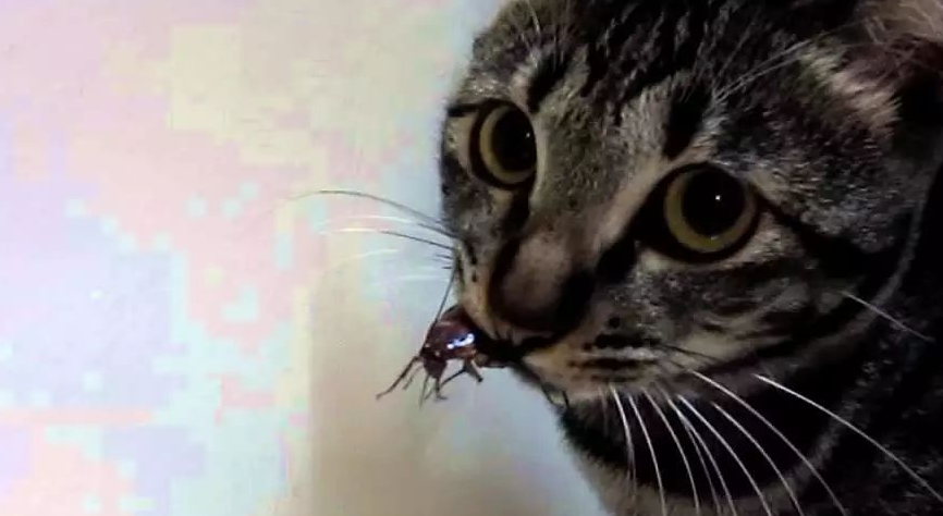 猫咪为什么会吃飞蛾？原因是这个