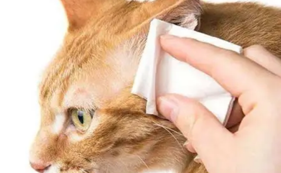 「奇妙の猫咪物语」小猫耳螨要连续用药多久，猫耳螨要连续用药几天