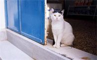 猫咪应激反应失控，盖夫静心宝从预防着手