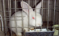 新西兰兔与日本大耳白兔的区别？看这里就对了！
