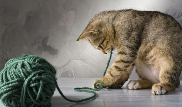 猫吃了线应急处理怎么做？快来get一下