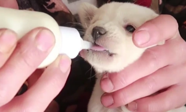 狗狗可以喝羊奶粉吗？有什么好处？