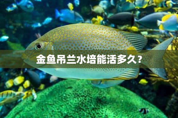 金鱼吊兰水培能活多久？