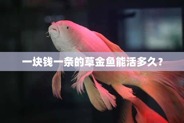 一块钱一条的草金鱼能活多久？