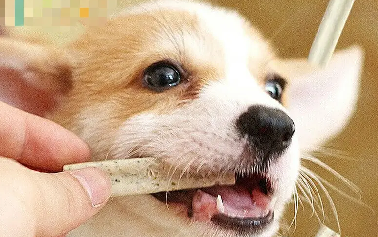 小狗多大可以吃磨牙棒？主人看过来