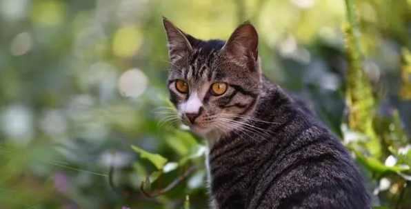 养猫笔记：猫尿闭吃利尿通管用吗