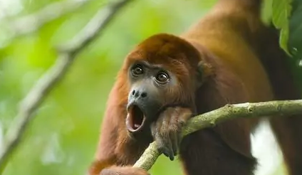 十分罕见的地区性动物——帚吼猴