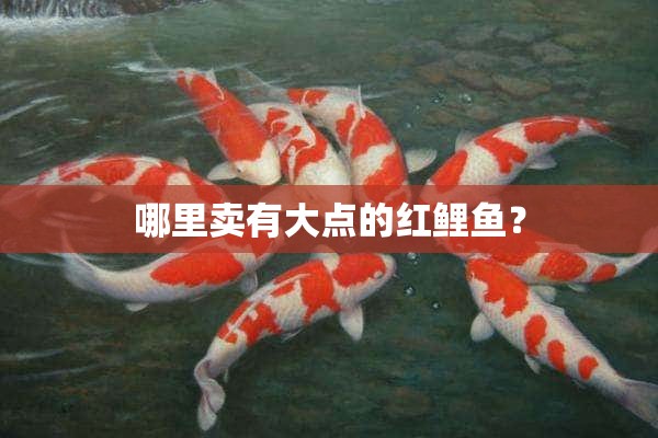 哪里卖有大点的红鲤鱼？