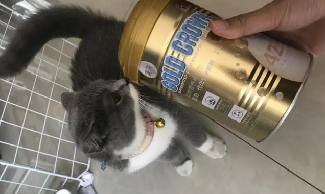 盖夫推优质宠物奶粉，金冠代母乳羊奶粉品质作保