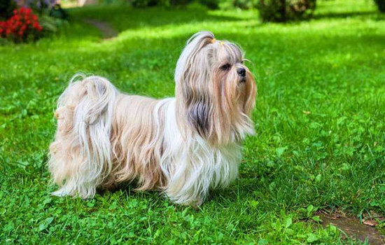 挑选最纯种的西施犬？