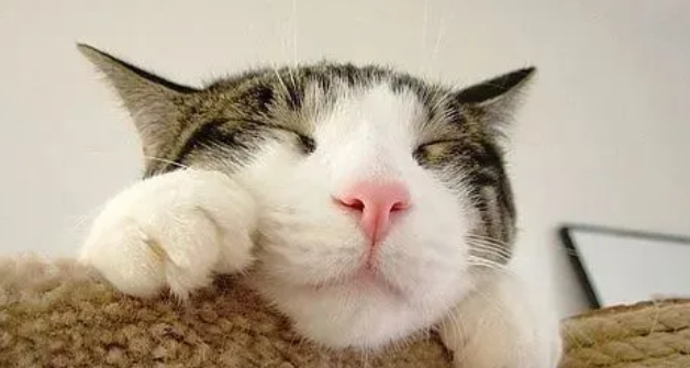 猫咪肠胃不适怎么办？怎样正确使用猫咪益生菌