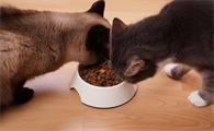 为啥要给猫吃罐头？猫罐头该怎么挑？