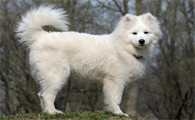 爱斯基摩犬能长多大 内层被毛短而致密