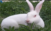 今日科普：日本大耳白兔寿命多长