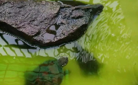 绿水养龟怎么能绿水？绿水养龟粪便咋办？