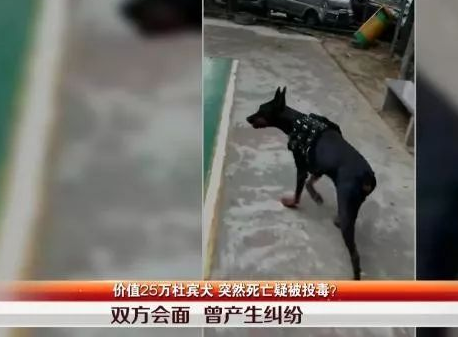 投毒疑云：25万杜宾犬疑似被毒身亡 查询监控竟然发现。。。