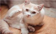 猫驱虫药博来恩，轻松守护猫咪健康