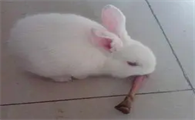 大耳白兔怎么喂养，你知道吗？