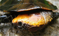红头扁龟是国家保护动物吗？怎么养呢？