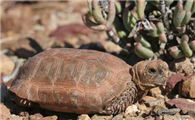 濒危物种包兰格海角陆龟，大家了解多少？