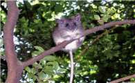 擅长爬树的高山白腹鼠，你们看过吗？