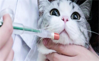 阿莫西林猫能用吗？猫用阿莫西林注意事项