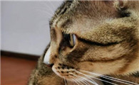 猫咪吃猫草的好处有哪些？