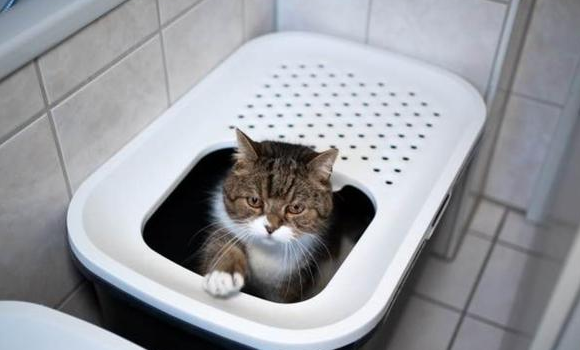 猫咪总是刨猫砂，这正常吗？