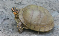 三趾箱龟可以长多大？该如何养？