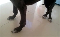 狗狗缺钙吃狗狗钙片方便有效