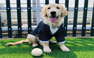 想把狗狗打扮得漂漂亮亮？狗狗穿衣服的注意事项要了解！